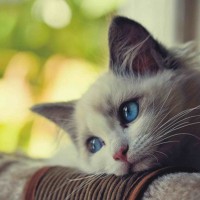 Avatar của Liễu Thùy My